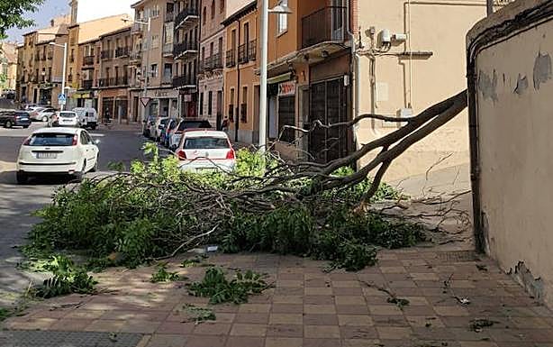 Rama caída en la plaza Somorrostro de la capital este miércoles por la mañana. 