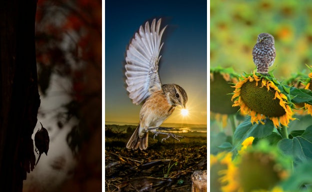 Tres de las obras premiadas y finalistas de la edición anterior. 