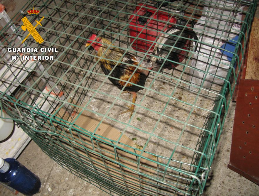 Fotos: Trece detenidos por la celebración clandestina de peleas de gallos en Tordesillas