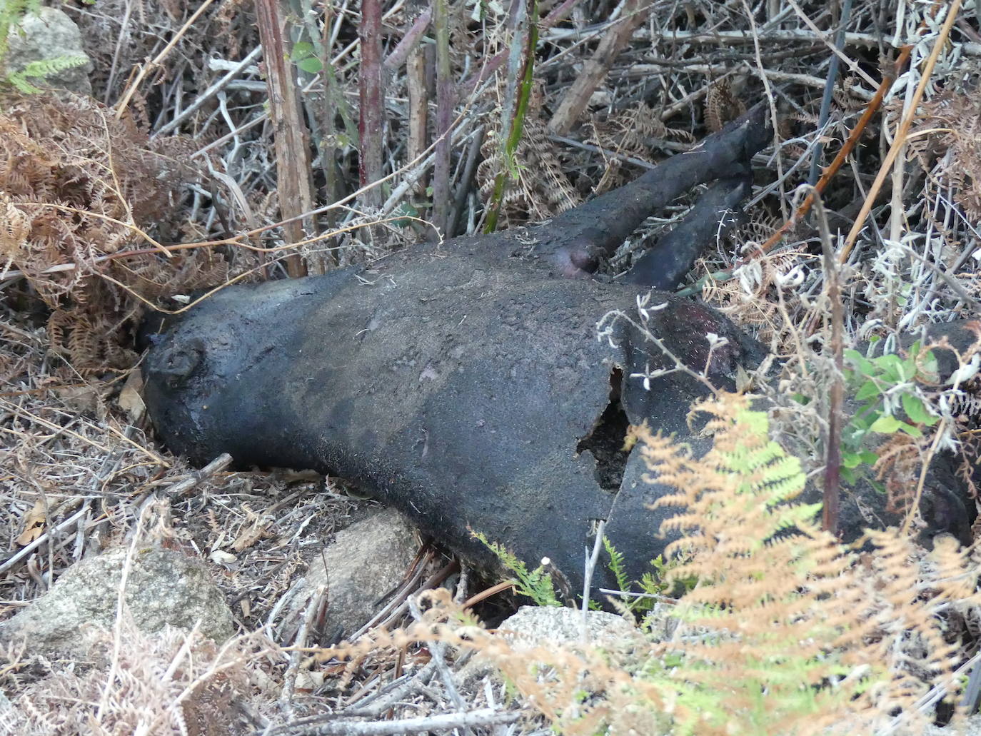 Las localidades abulenses de Pedro Bernardo y Gavilanes han visto arder su sierra durante seis días. A falta de una perimetración exhaustiva, las primeras cifras oficiales hablan de 1.400 hectáreas quemadas.