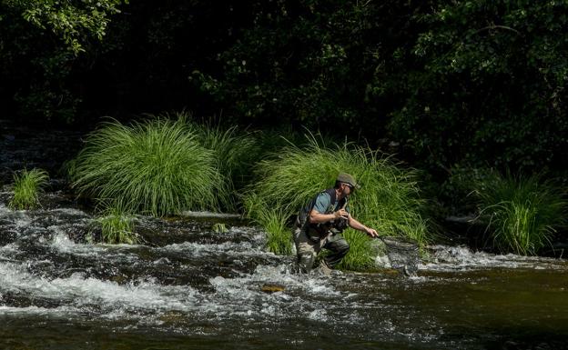 A la busca de la trucha en medio del río. 