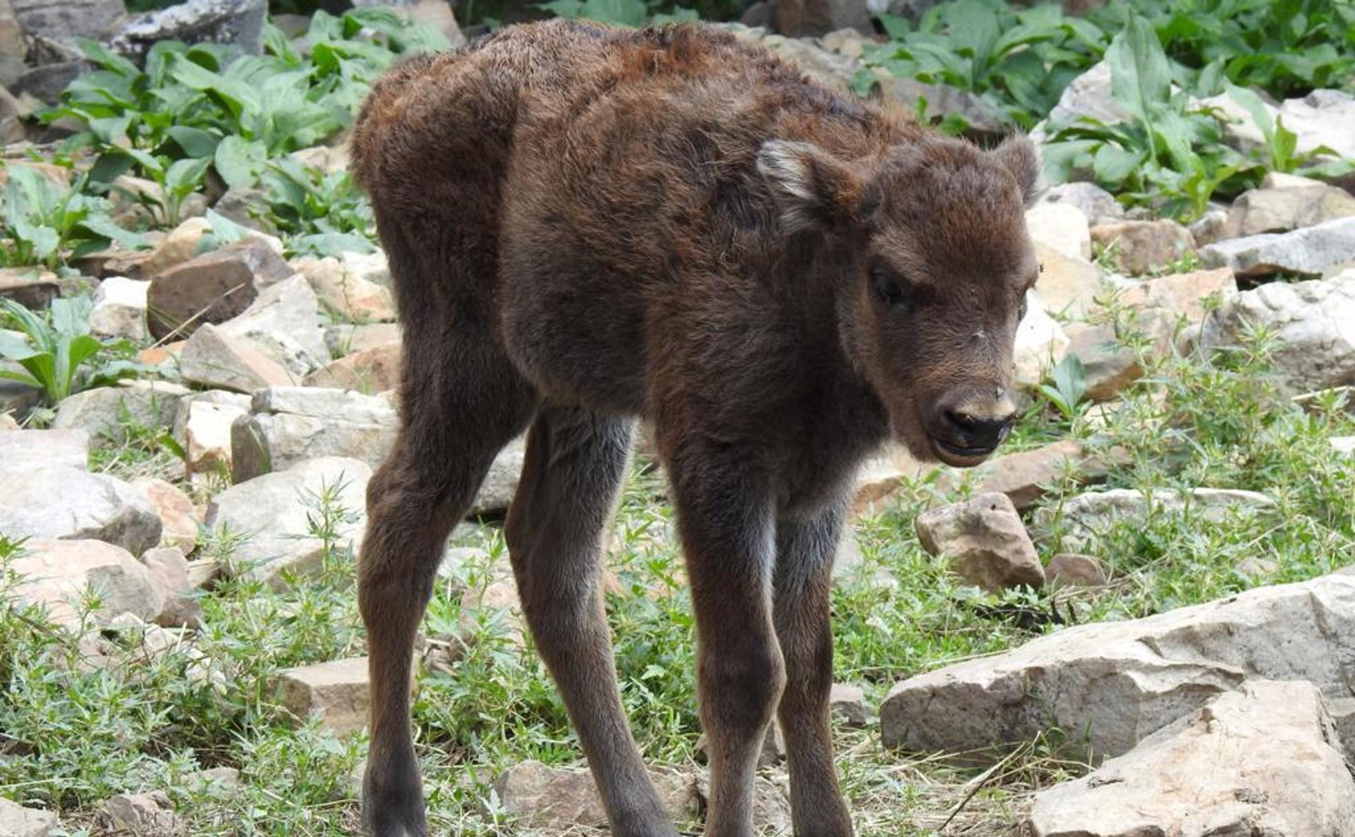 Sancha, la cría de bisonte quince días después de nacer.