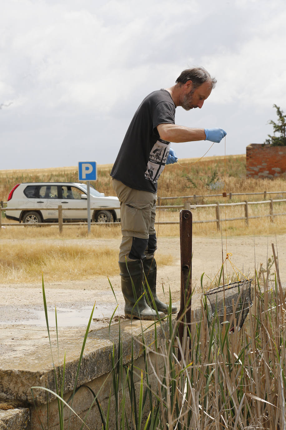 Fotos: Investigadores del Csic estudian la plaga de topillos en tierra de campos ( Palencia )