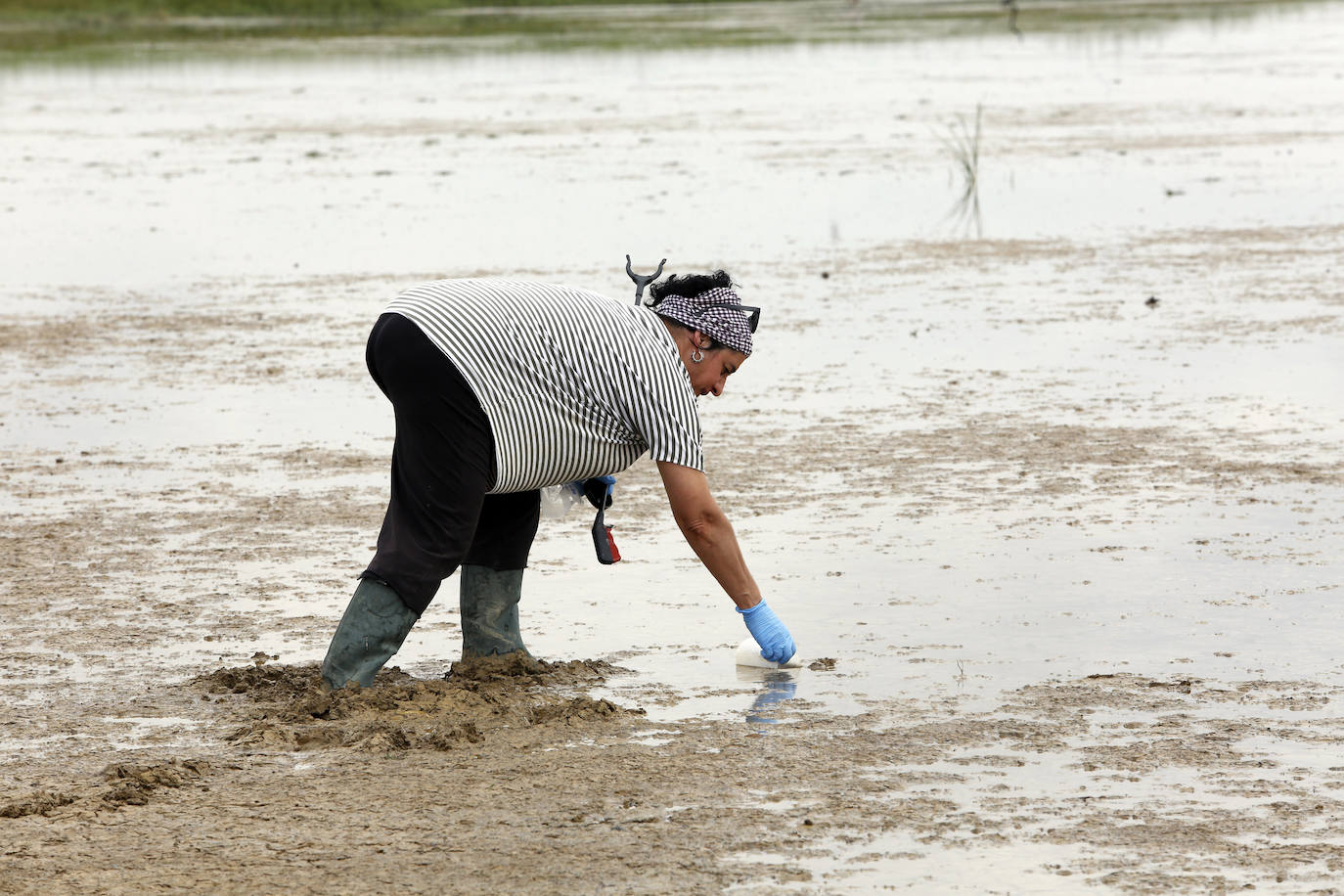 Fotos: Investigadores del Csic estudian la plaga de topillos en tierra de campos ( Palencia )