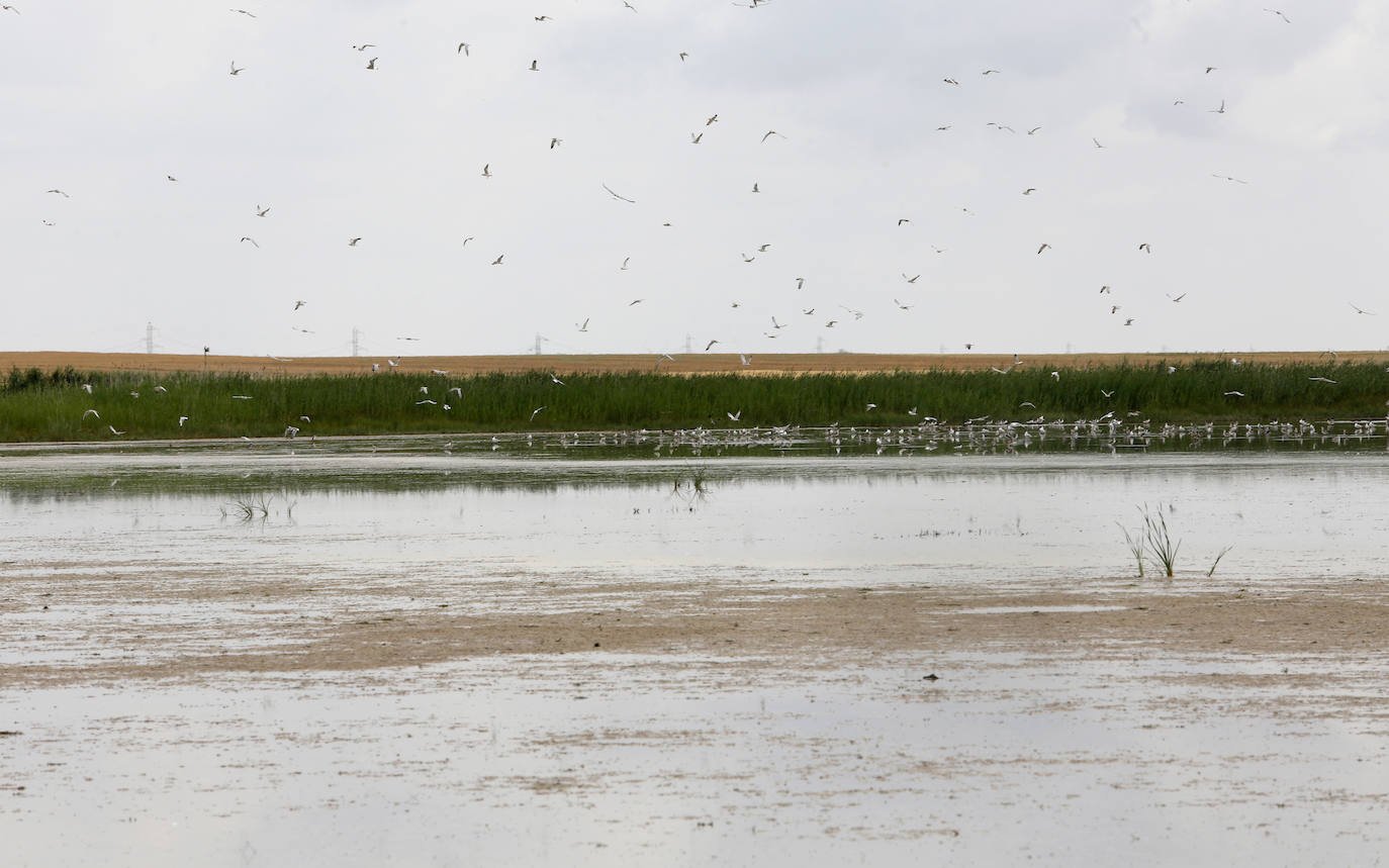 Fotos: Investigadores del Csic estudian la plaga de topillos en tierra de campos ( Palencia )