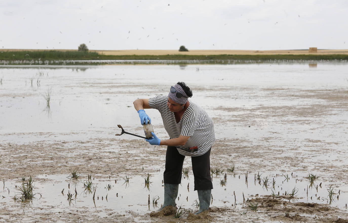 Fotos: Investigadores del Csic estudian la plaga de topillos en tierra de campos ( Palencia )