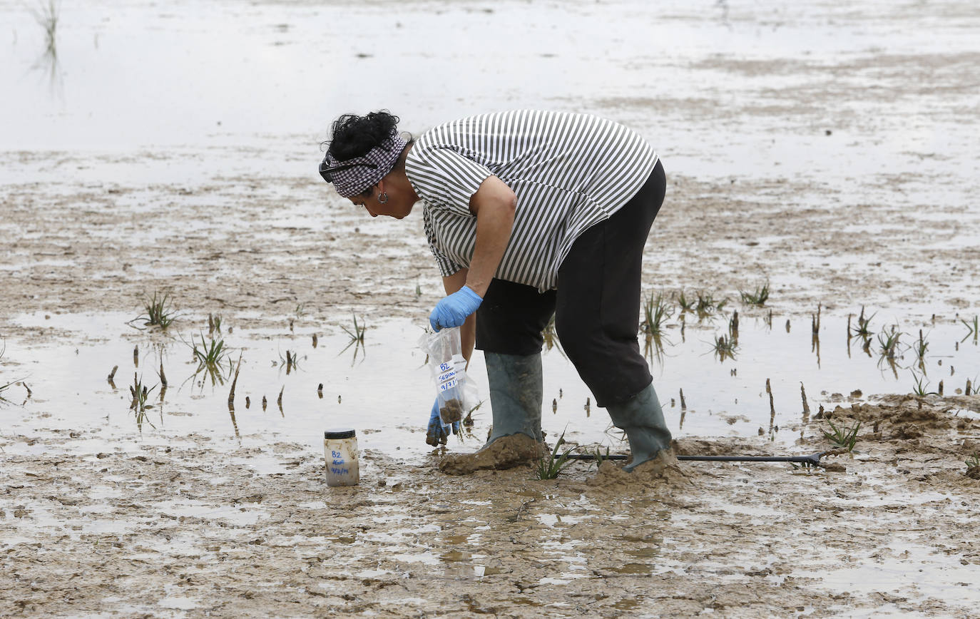 Fotos: Investigadores del Csic estudian la plaga de topillos en tierra de campos ( Palencia )