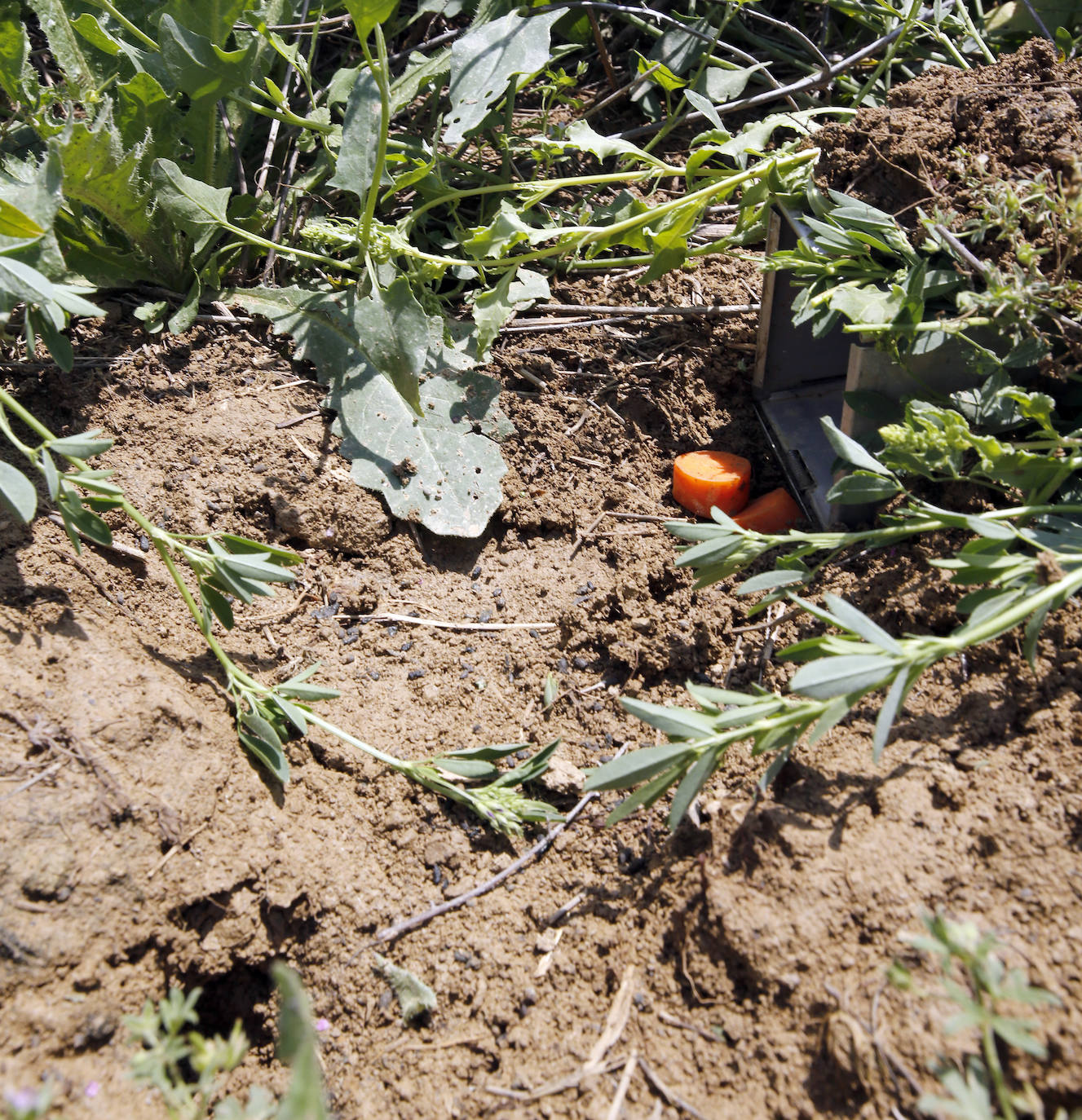 Fotos: Investigadores del Csic estudian la plaga de topillos en tierra de campos ( Palencia )