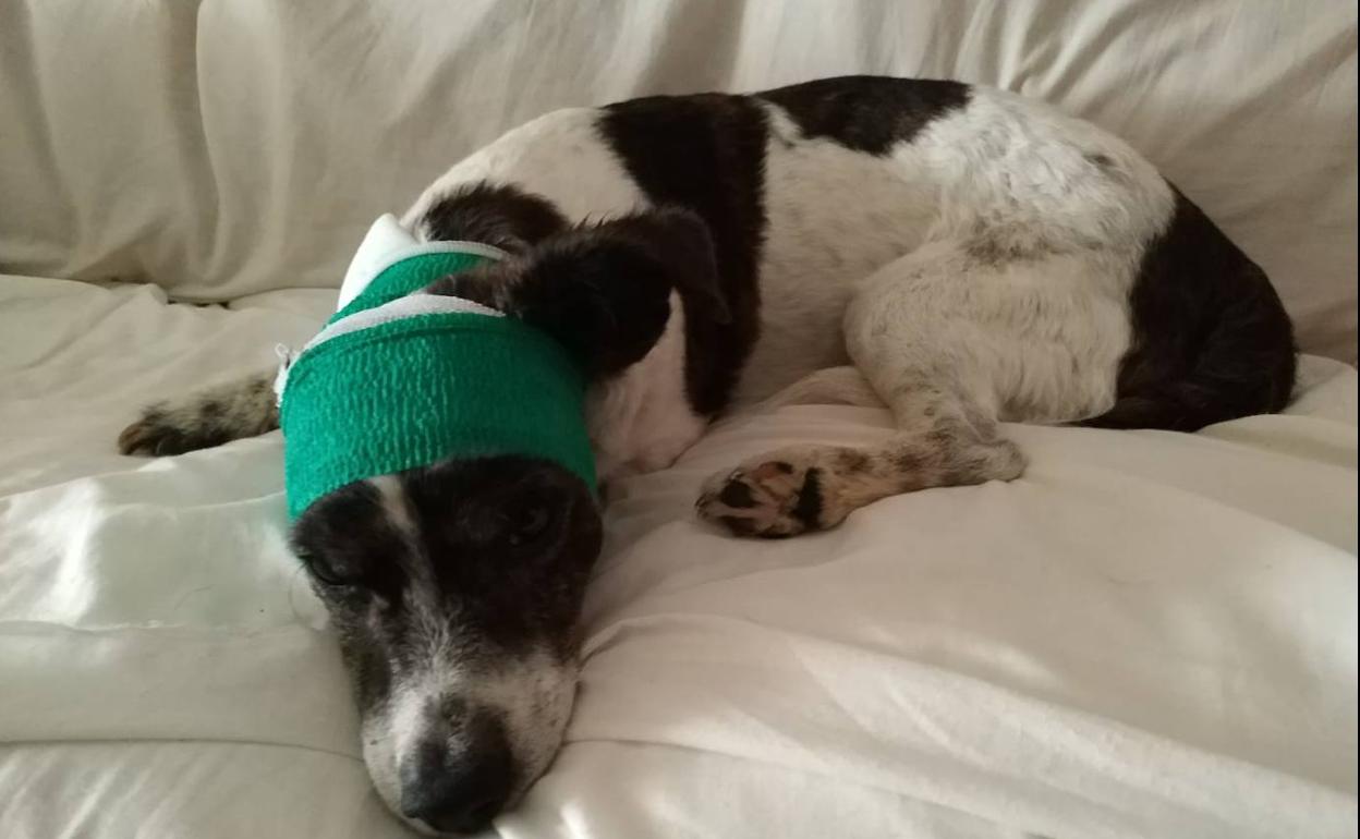 El perro herido por otro de raza peligrosa. 