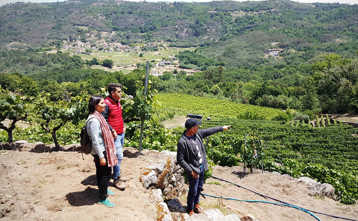 Pedro Ruiz Aragoneses en las viñas del 'colleiteiro' Emilio Rojo. 