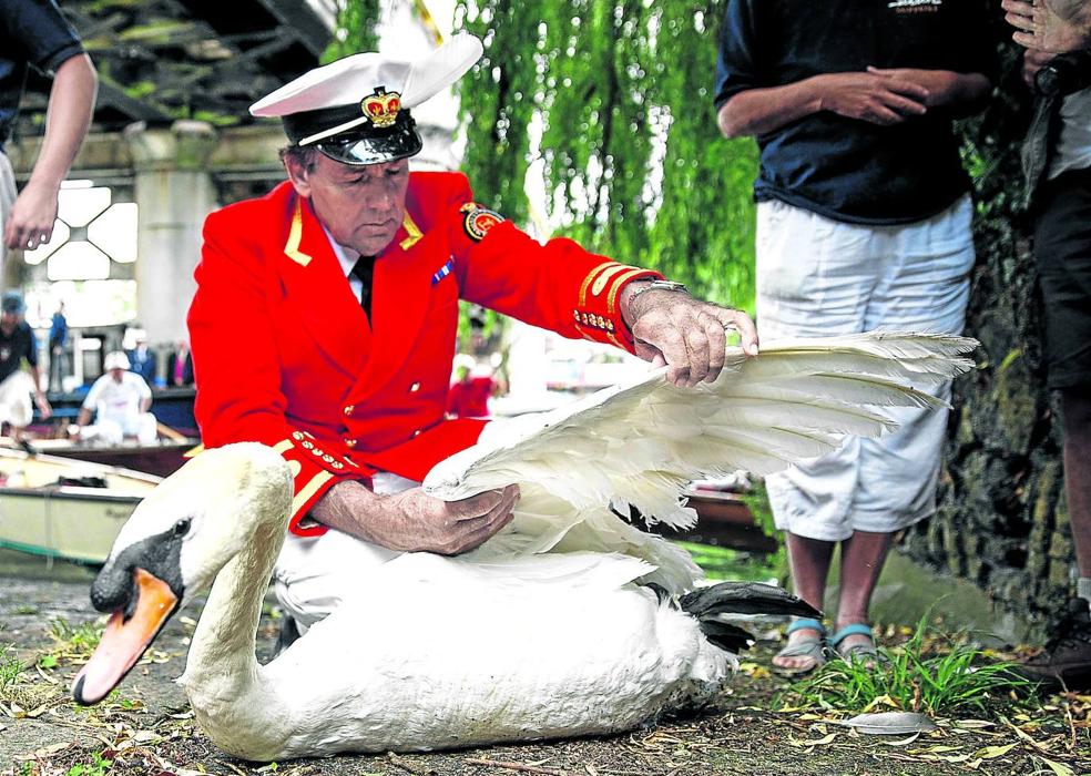 El jefe. David Barber, el Soberano Marcador de Cisnes, revisa las alas de un ejemplar. 