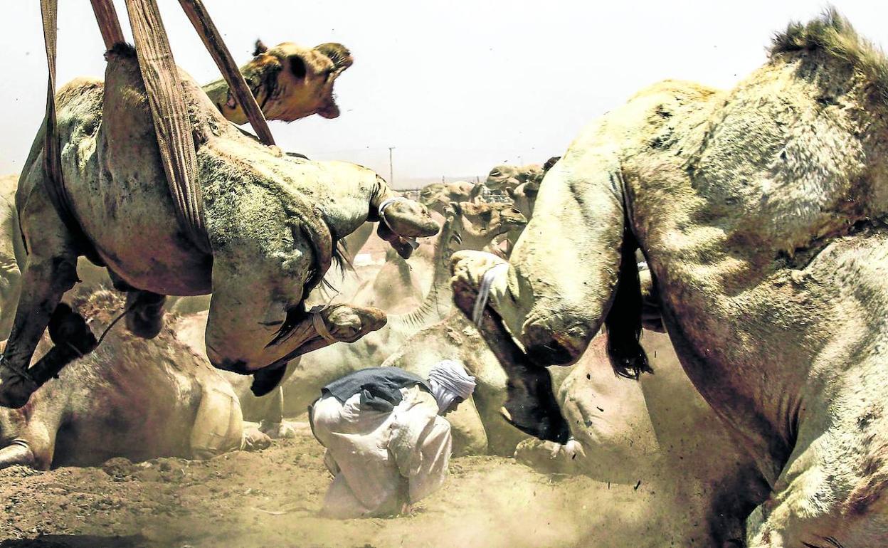 Camellos vendidos en Omdurman.