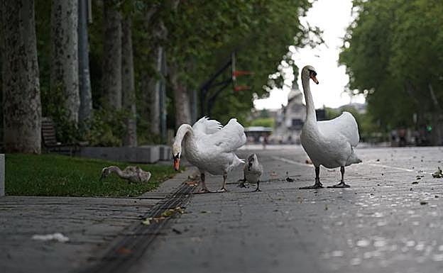 La familia de Cisnes en la Acera de Recoletos.