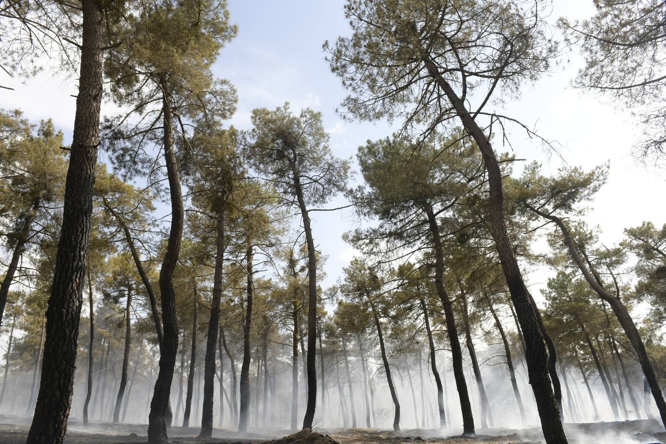 El incendio se ha declarado alrededor de las 15:00 horas en un pinar, en el área recreativa del Puente Hinojo.