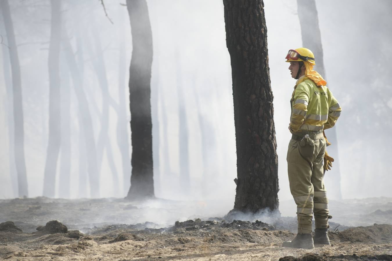 El incendio se ha declarado alrededor de las 15:00 horas en un pinar, en el área recreativa del Puente Hinojo.