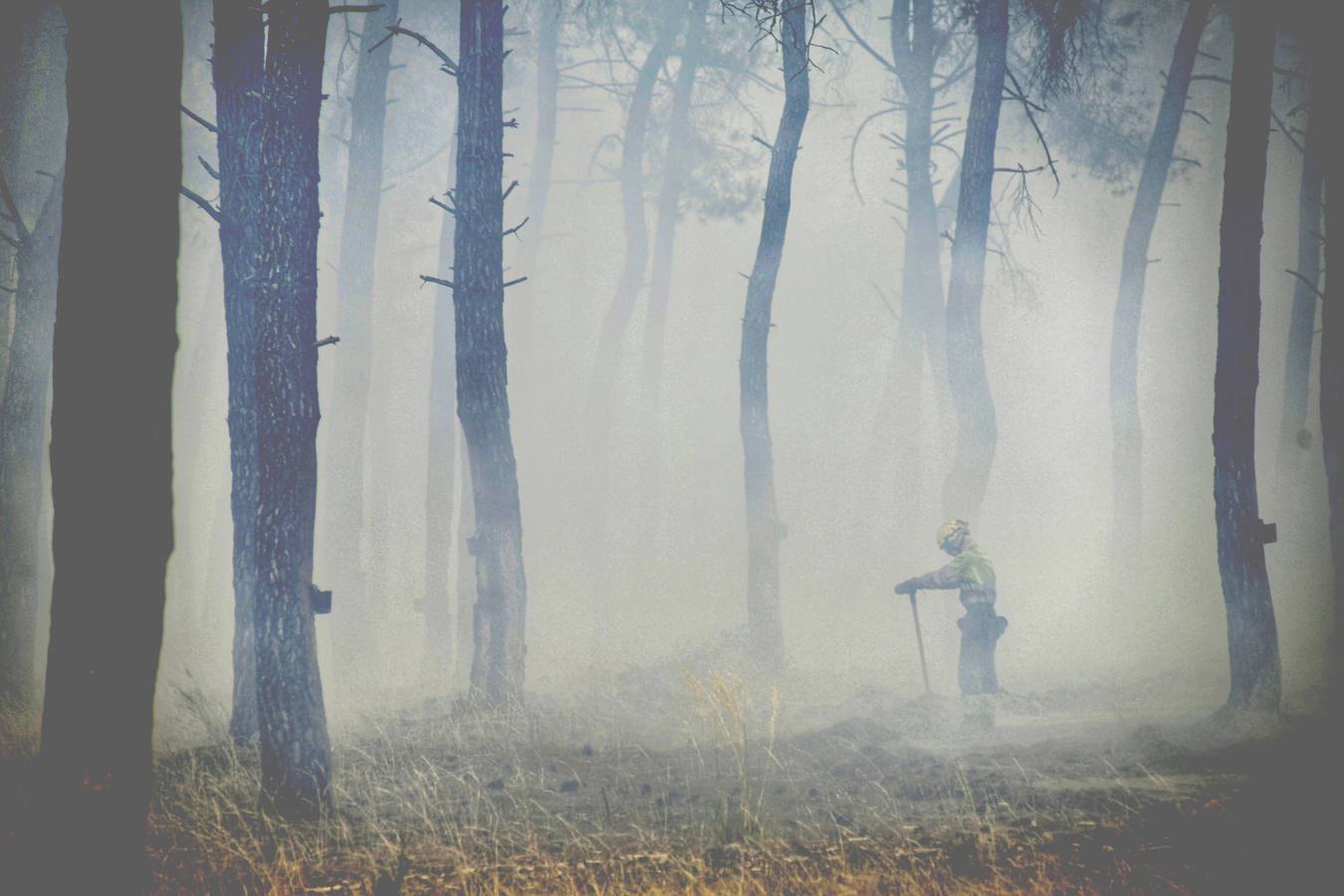 El incendio se ha declarado alrededor de las 15:00 horas en un pinar, en el área recreativa del Puente Hinojo.