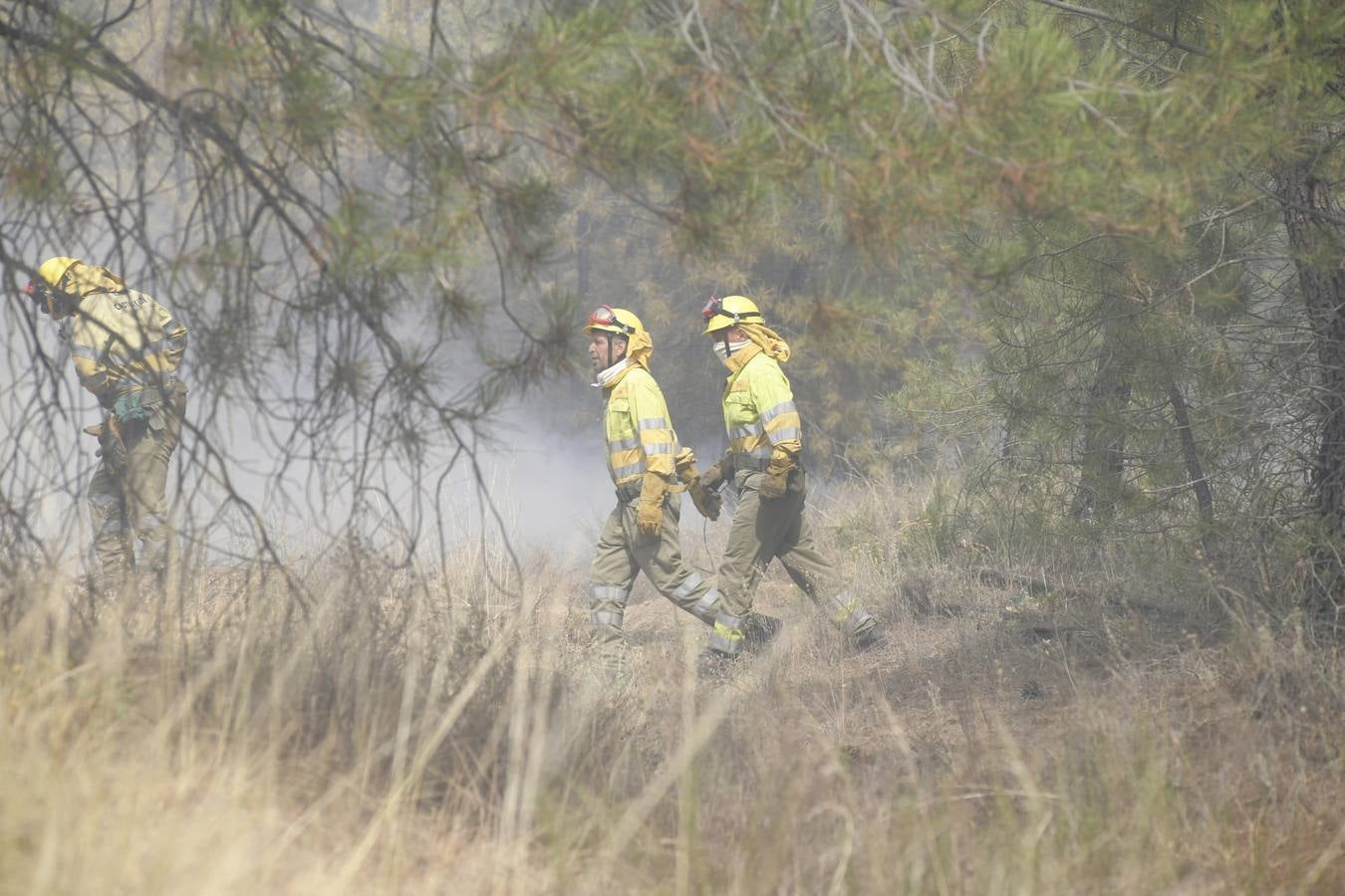 El incendio se ha declarado alrededor de las 15:00 horas en un pinar, en el área recreativa del Puente Hinojo.