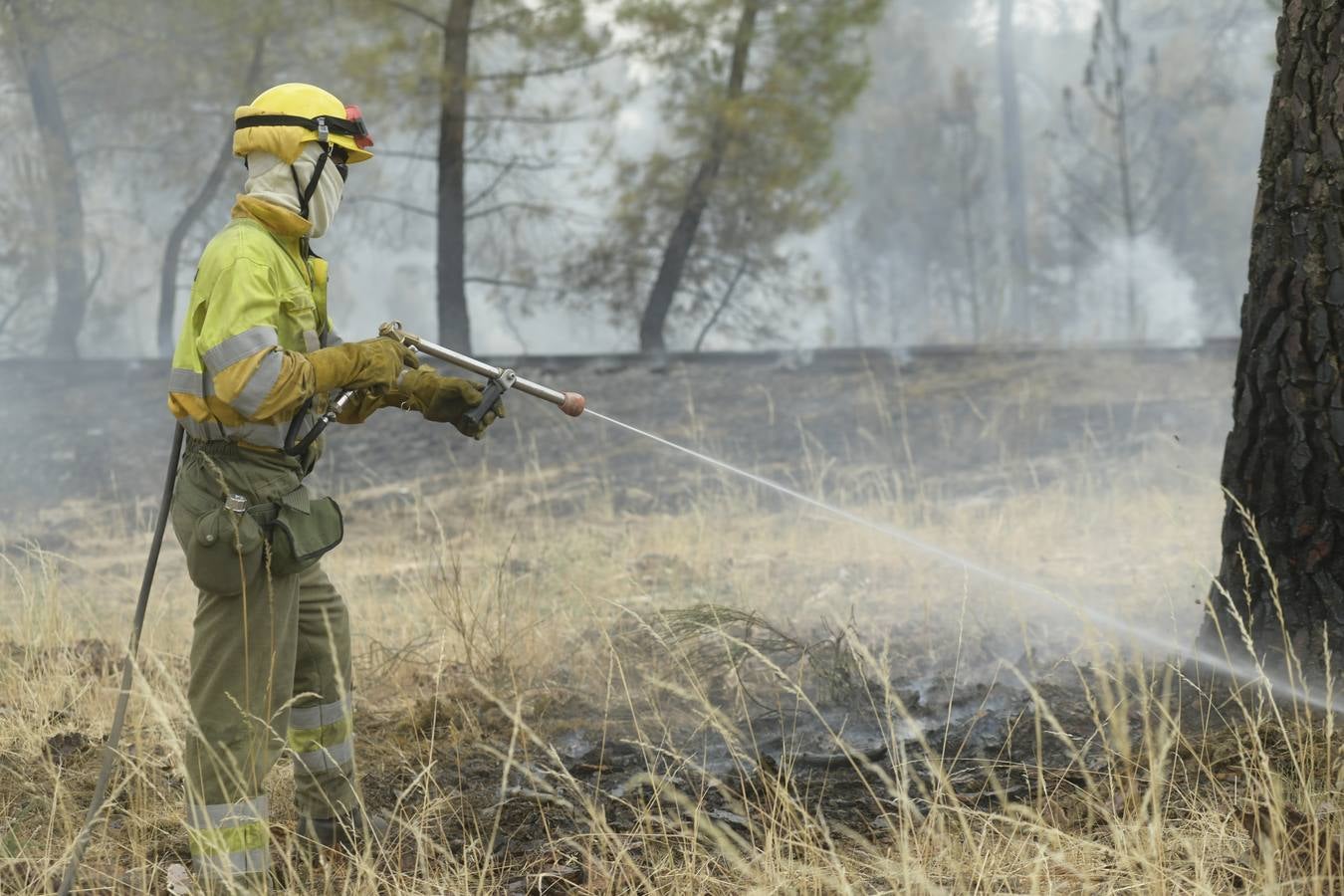 El incendio se ha declarado alrededor de las 15:00 horas en un pinar, en el área recreativa del Puente Hinojo.