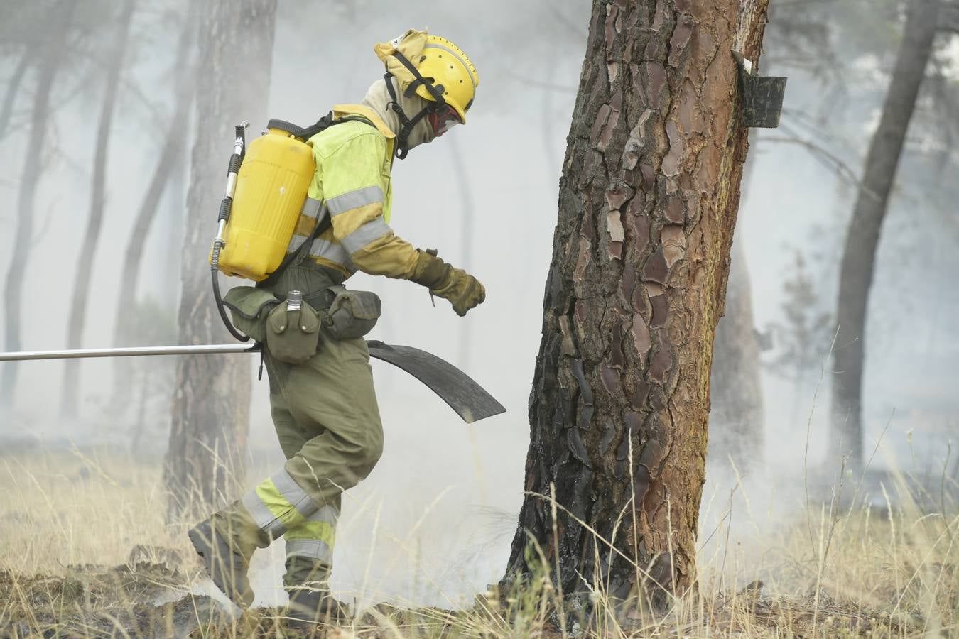 El incendio se ha declarado alrededor de las 15:00 horas en un pinar, en el área recreativa del Puente Hinojo.