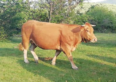 Imagen secundaria 1 - Las vacas de Jesús en el campo 