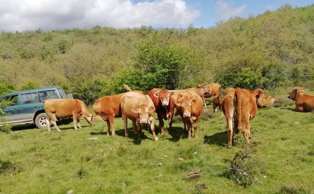 Imagen principal - Las vacas de Jesús en el campo 