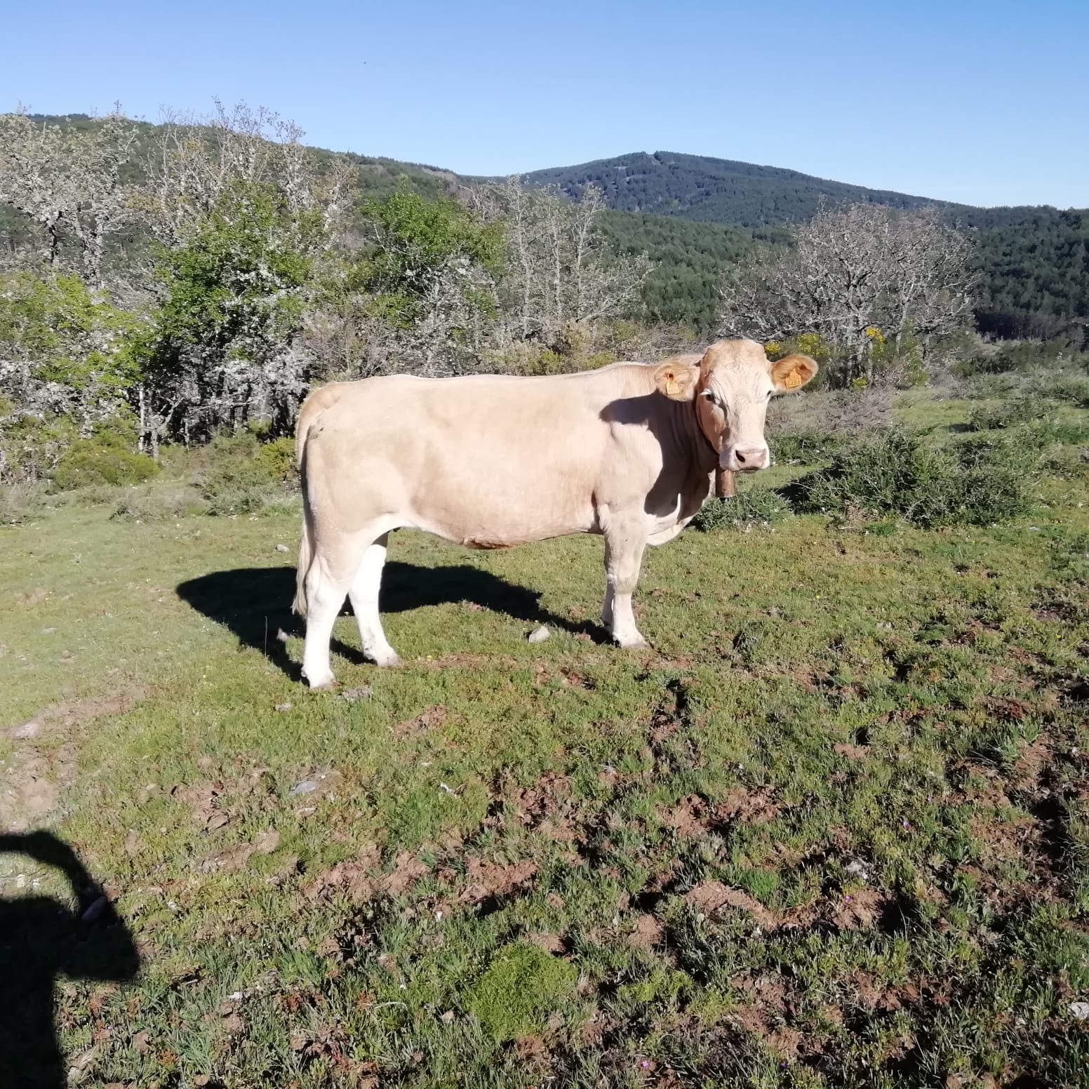 Imagen secundaria 2 - Las vacas de Jesús en el campo 