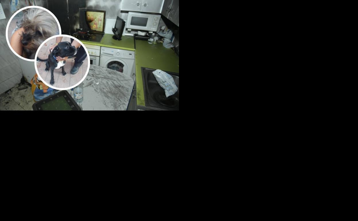 La cocina donde se generó el incendio y los perros rescatados.