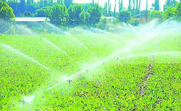 Tierra de remolacha en el término vallisoletano de Simancas.