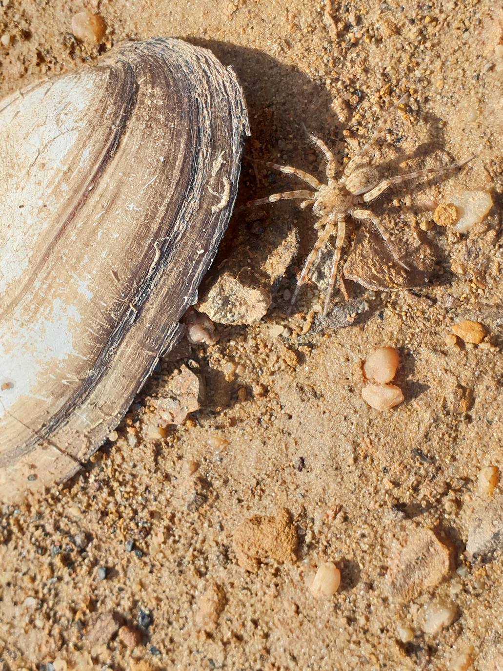 Fotos: La sequía produce estragos en el embalse de Aguilar de Campoo