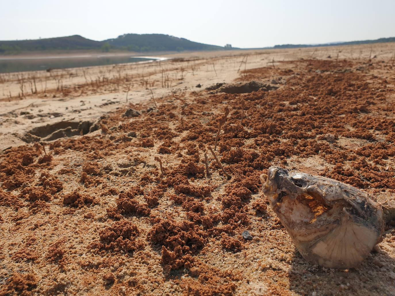 Fotos: La sequía produce estragos en el embalse de Aguilar de Campoo