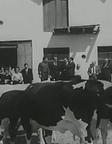 Imagen secundaria 2 - Doña Sofía recibe un ramo de flores de regalo. Debajo, las vacas bañándose en el río y una imagen de la visita a la finca. 