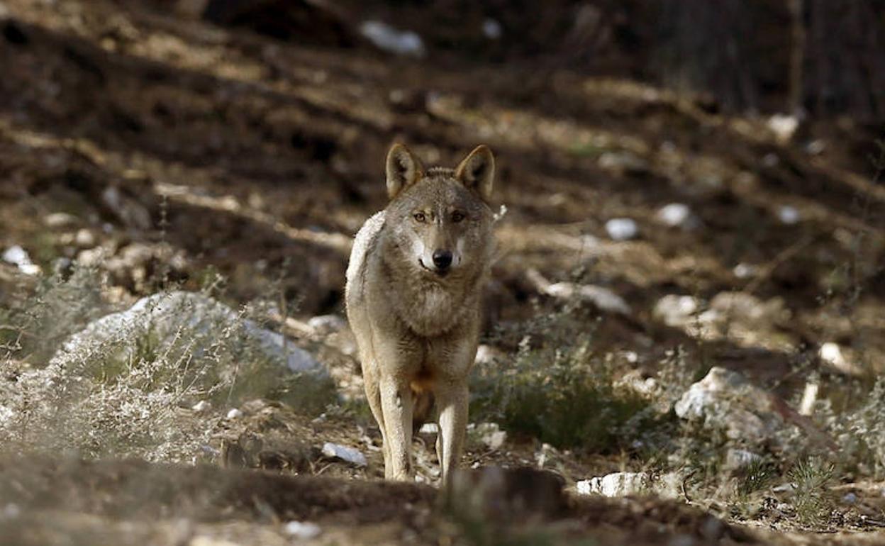 Orín de lobo para reducir accidentes de fauna en una carretera de zamora |  El Norte de Castilla