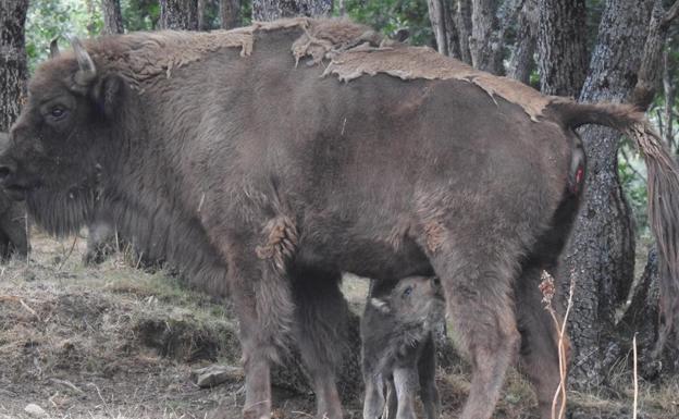 Galería. Nuevo bisonte del Museo de la Fauna Salvaje.