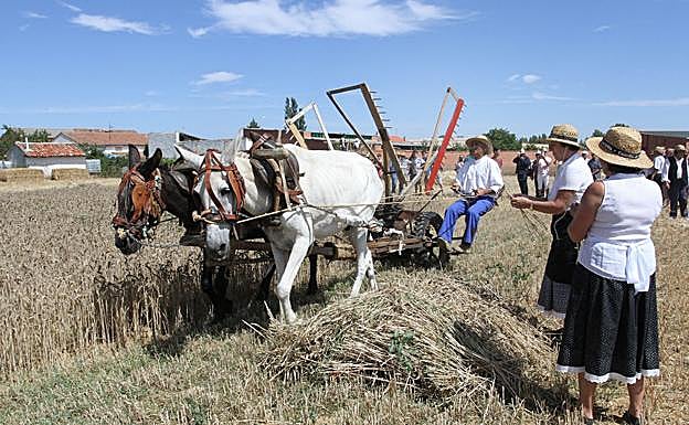 Campesinos ataviados a la vieja usanza realizan una demostración con una trilla en Castrillo de Villavega, recordando las viejas labores agrarias. 