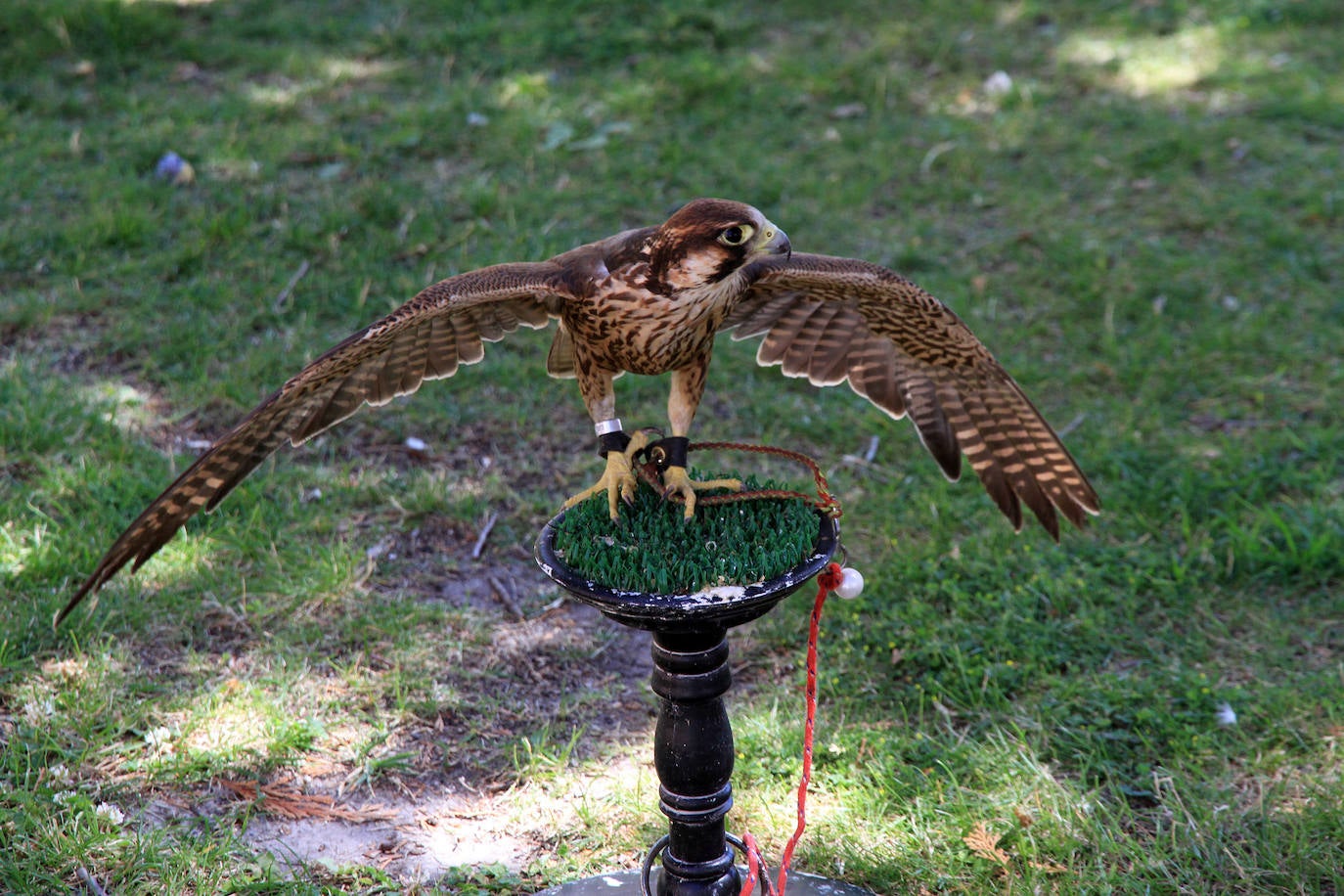 Fotos: XVII Fiesta del Sinodal de Aguilafuente