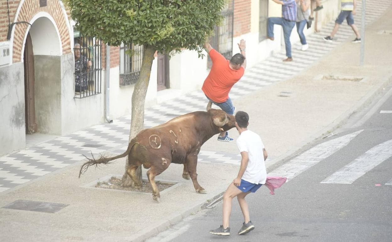 Herido grave en el encierro de La Seca al ser corneado por un toro en la entrepierna