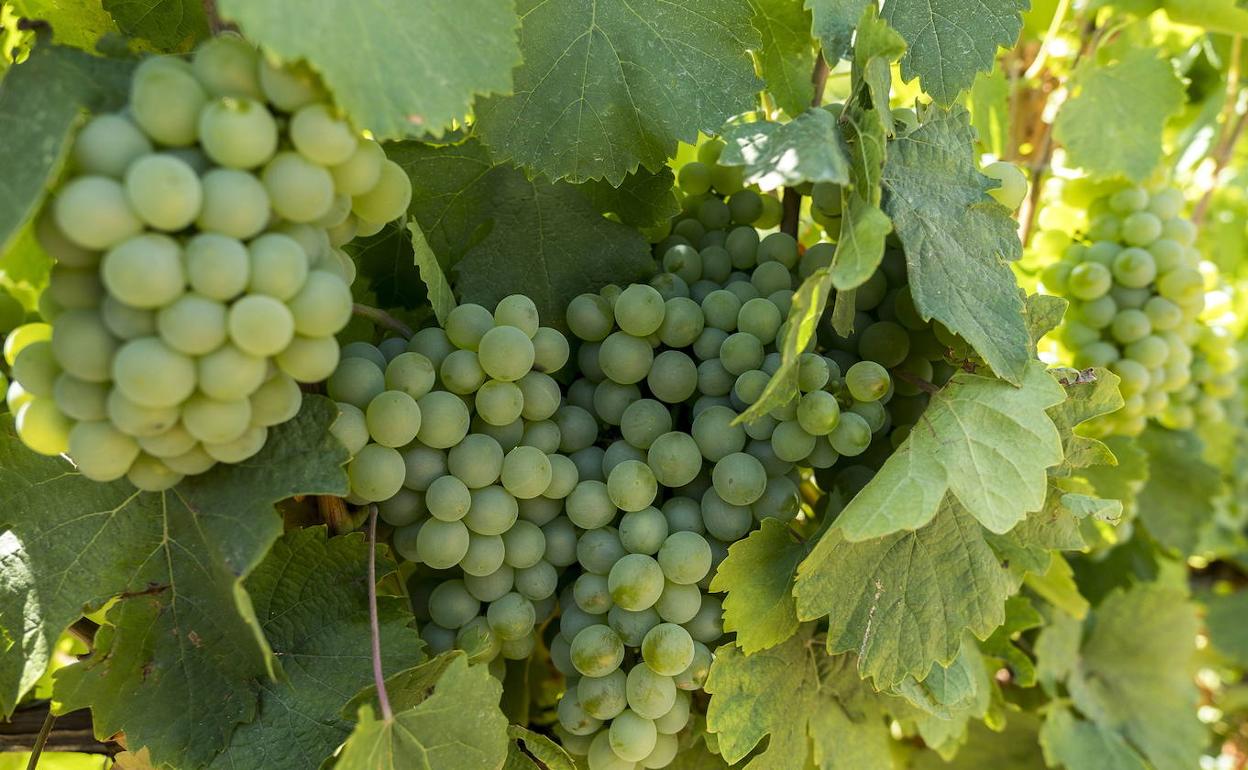 Racimos de uva en un viñedo de verdejo de la DO de Rueda. 