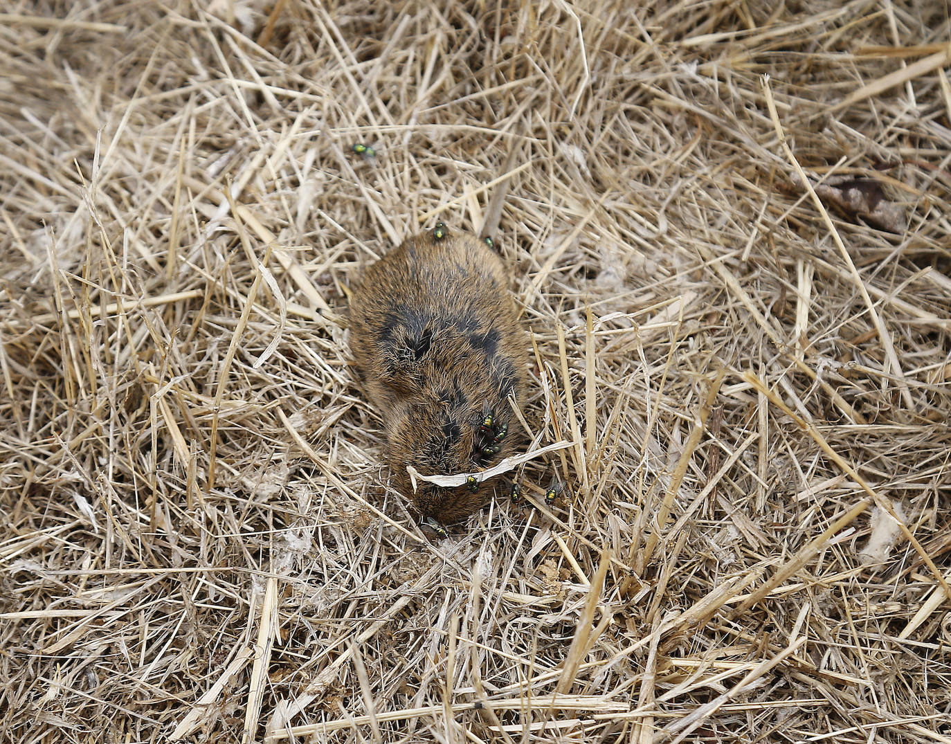 Dos nuevos afectados en Villarramiel y en Villada elevan a 18 los casos de tularemia en Palencia