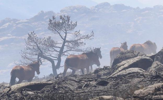 Imagen principal - El grupo de caballos se dirige a las llamas del incendio, antes de la maniobra de Ciro Muñoz