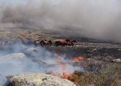 Imagen secundaria 1 - El grupo de caballos se dirige a las llamas del incendio, antes de la maniobra de Ciro Muñoz