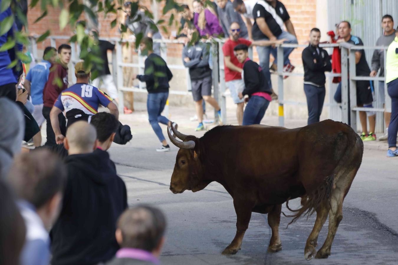 La capea fue entretenida gracias al ganado y a un grupo de cortadores, que no cesaron en su intento hasta lograr unos buenos cortes