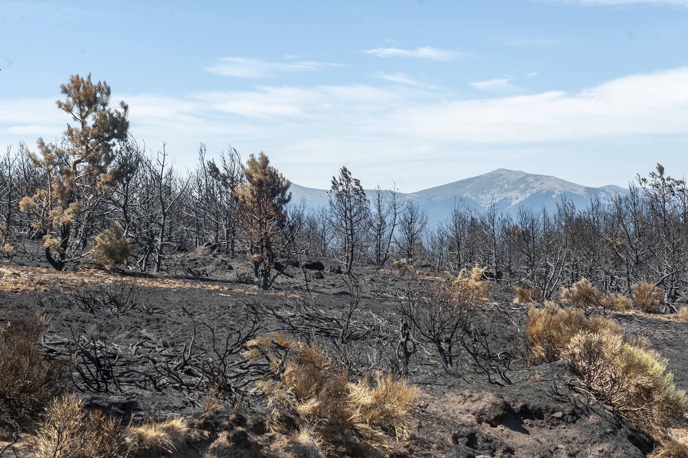 Recorrido por la devastación natural de una parte de la sierra de Guadarrama que ha quedado arrasada por las llamas del incendio que se declaró en La Granja hace nueve días