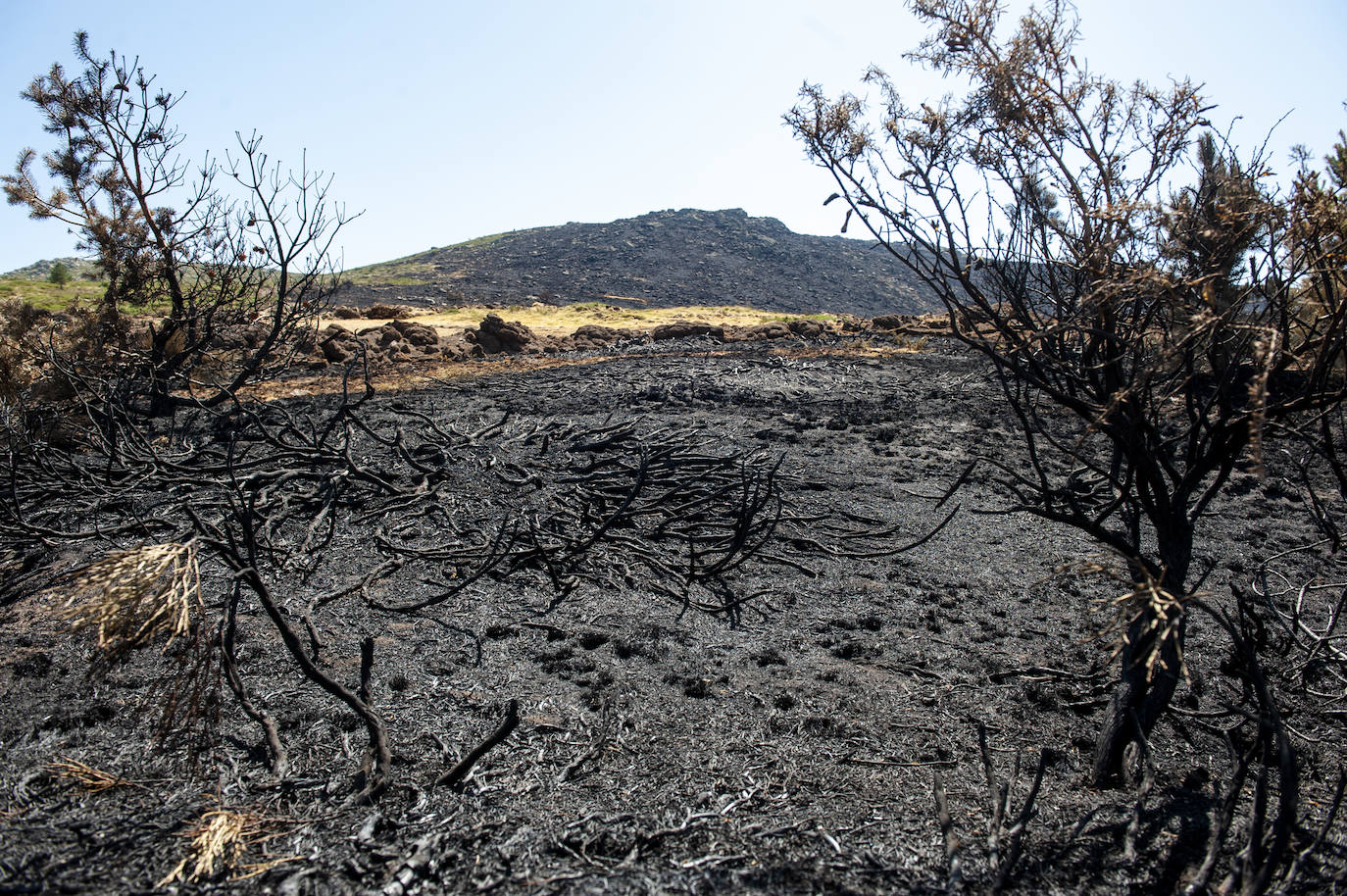 Recorrido por la devastación natural de una parte de la sierra de Guadarrama que ha quedado arrasada por las llamas del incendio que se declaró en La Granja hace nueve días