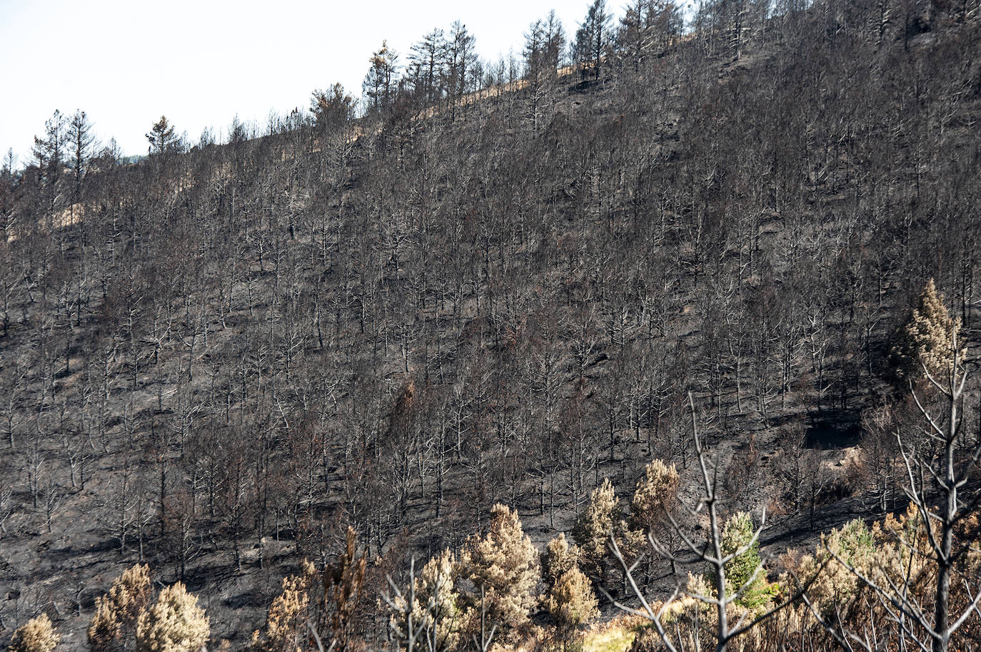 Los datos provisionales señalan que el fuego declarado hace nueve días en La Granja ha destruido unas 370 hectáreas,el 80% en terrenos particulares. Una buena parte de la superficie arrasada está dentro del Parque Nacional Sierra de Guadarrama 