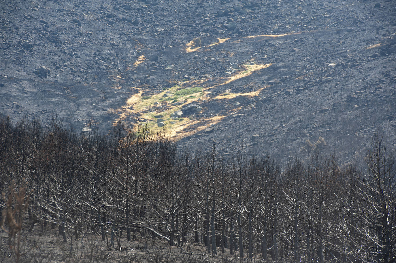 Los datos provisionales señalan que el fuego declarado hace nueve días en La Granja ha destruido unas 370 hectáreas,el 80% en terrenos particulares. Una buena parte de la superficie arrasada está dentro del Parque Nacional Sierra de Guadarrama 