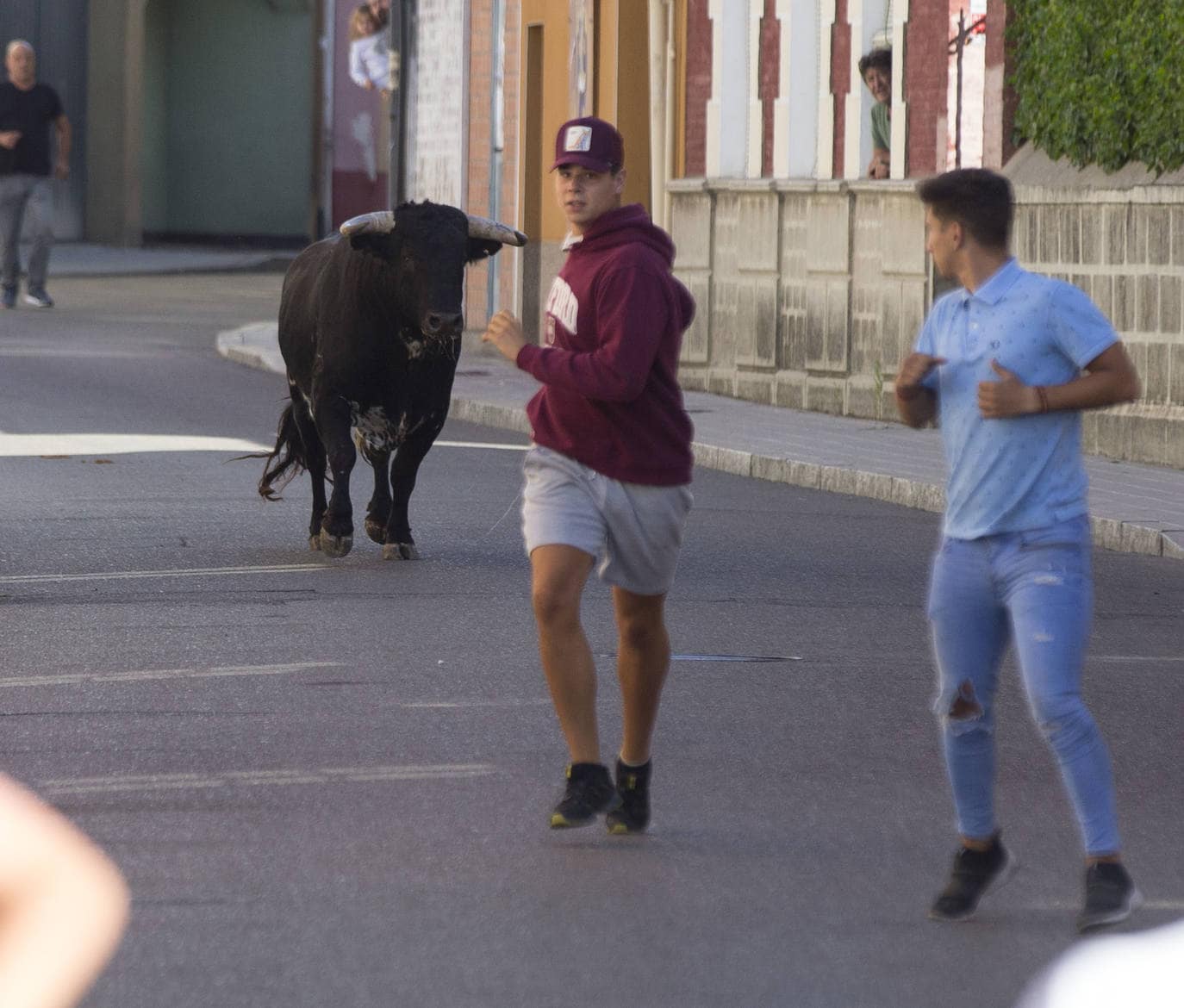 Fotos: Toro del Alba de Tudela de Duero