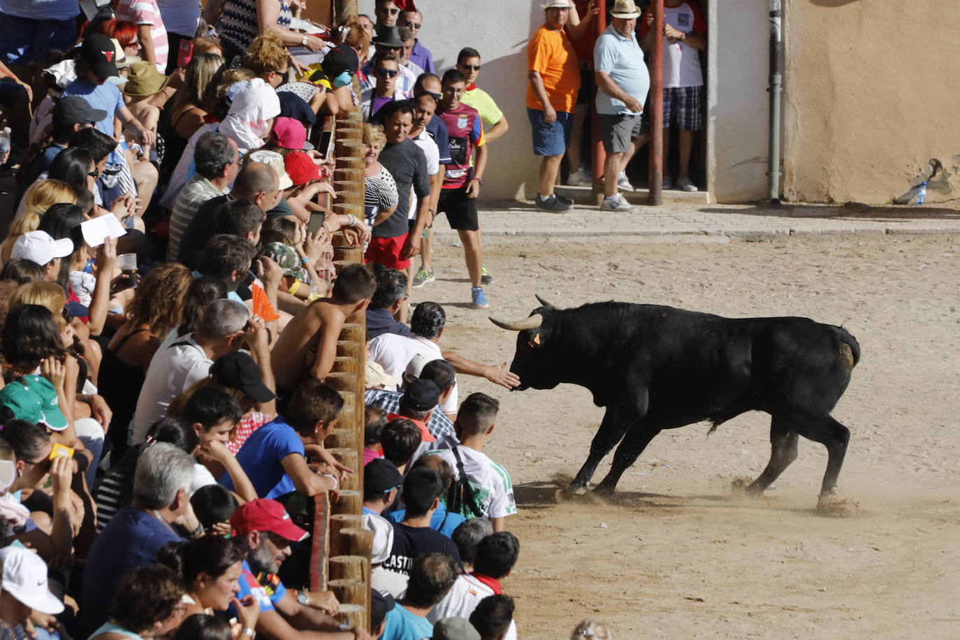 Fotos: Segundo encierro y capea matinal en Peñafiel