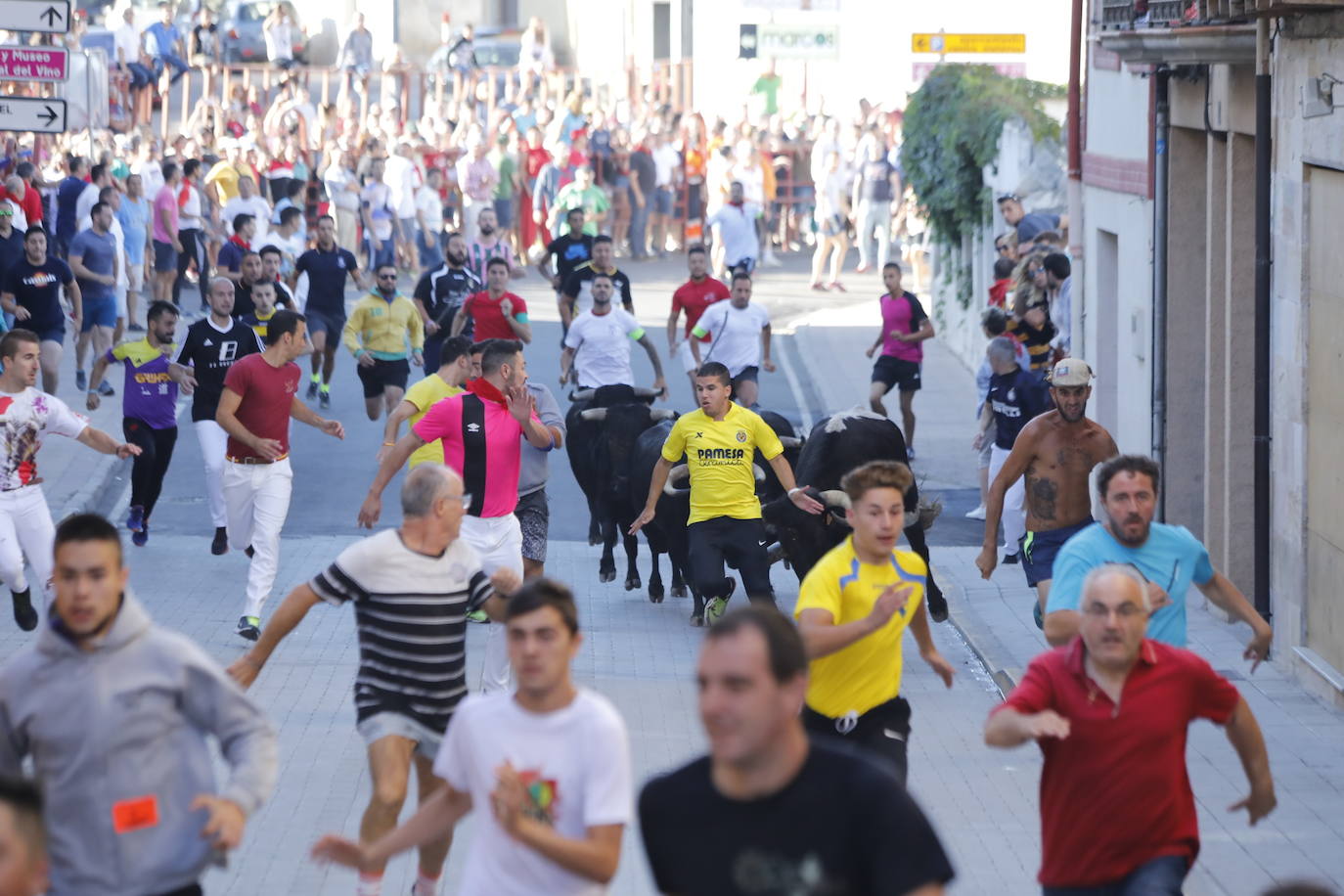 Fotos: Segundo encierro y capea matinal en Peñafiel