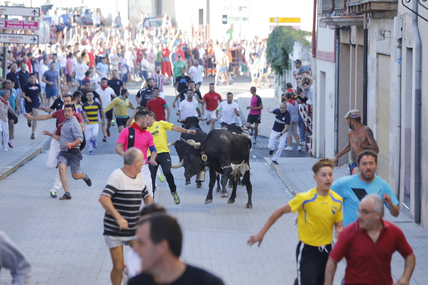 Fotos: Segundo encierro y capea matinal en Peñafiel