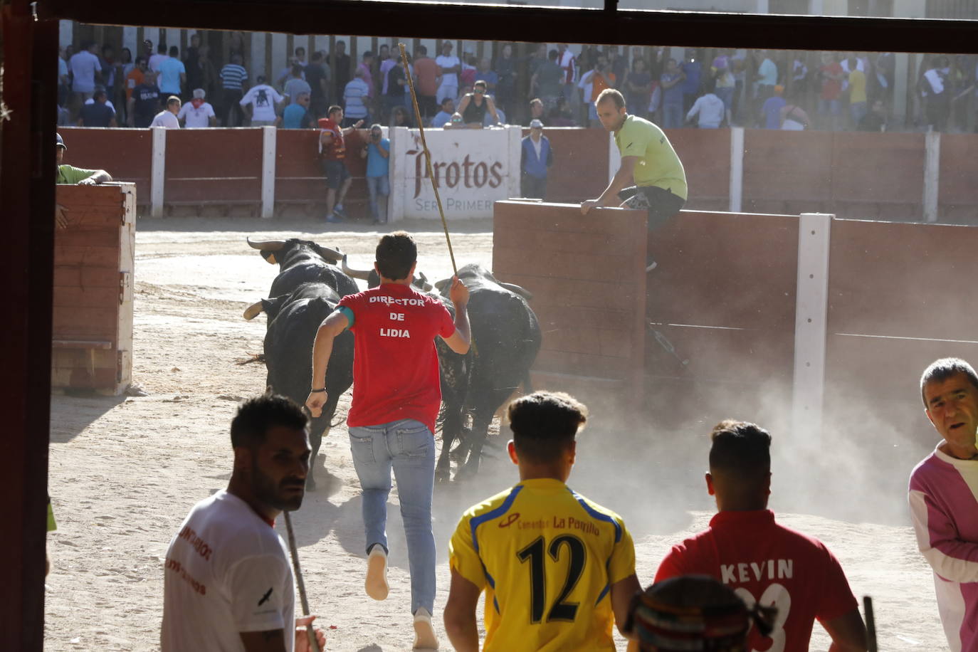 Fotos: Segundo encierro y capea matinal en Peñafiel